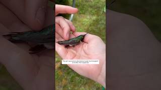 This girl rescued an abandoned weak hummingbird and then this happened animalshorts [upl. by Chan]