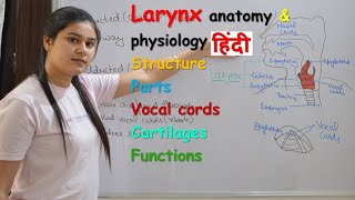 Larynx anatomy amp physiology in hindi  parts  structure  vocal cord  cartilages  functions [upl. by Yajiv]