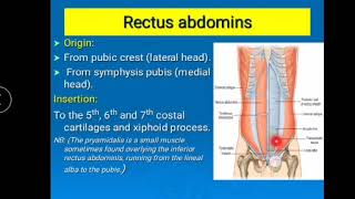 Anterior abdominal wall  Anatomy 1  Gastrointestinal system [upl. by Norrahs]