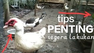 tips perawatan entok saat musim hujan [upl. by Hana]