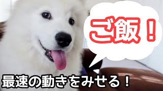 ご飯という言葉に最速の動きをみせるサモエドの子犬 samoyed [upl. by Wadell]