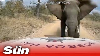 Charging elephant crushes jeeps bonnet in scarily close encounter [upl. by Franciscka724]