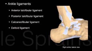 Ankle and Foot Structure and actions [upl. by Panaggio]