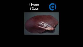 Pig Liver Time Lapse  Rotting Time Lapse [upl. by Corine322]