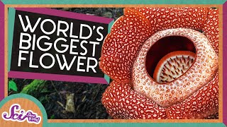 The Biggest Flower in the World  Corpse Flower  SciShow Kids [upl. by Midan]