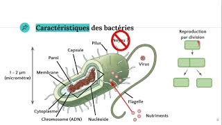 Les bactéries 🦠 [upl. by Pilihp]