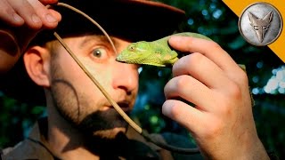 Monkey Tailed Lizard [upl. by Nitsua]