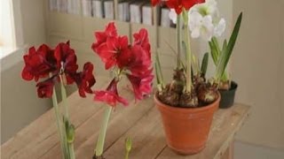 Home Garden  How to Plant Amaryllis [upl. by Hammer114]