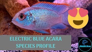 Electric Blue Acara  Species Profile [upl. by Koo368]