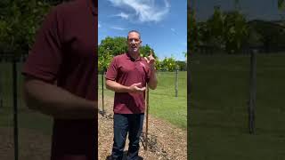 How to Grow Grapes and Start a Backyard Vineyard [upl. by Nagey]