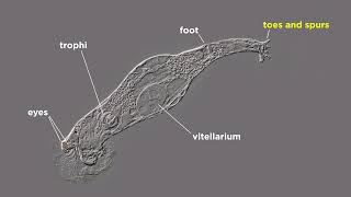 Phylum Rotifera Part 1 General Characteristics [upl. by Oidgime]