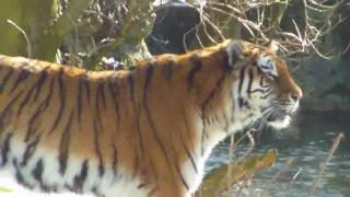 Gorillas and Siberian Tiger Elena Munich Zoo [upl. by Zildjian]