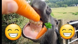 Horse Eats Carrot  Those Lips 😂 [upl. by Kendrah]