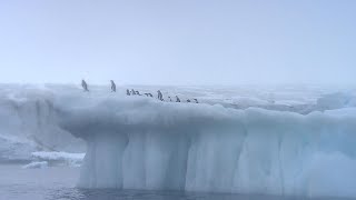 Impact of massive iceberg that broke off Antarctica [upl. by Myles]