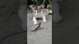 Cat vs lizard [upl. by Lipkin64]