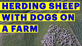 SMART Dogs herding sheep on a farm looks like flock of bird pattern [upl. by Orlena]