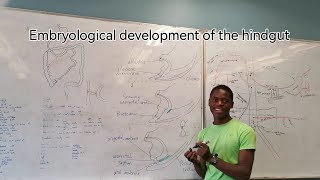 Embryological development of the hindgut [upl. by Marpet984]