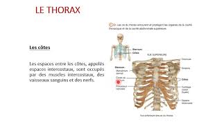 Anatomie Séance 5 part 3 La cage thoracique Les membres supérieurs et inférieurs [upl. by Selfridge496]