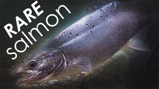 Atlantic Salmon On The Fly RARE Catch While Streamer Fishing [upl. by Aitahs]