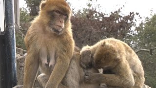 Macaque Sterilisation Programme 211016 [upl. by Nabois316]