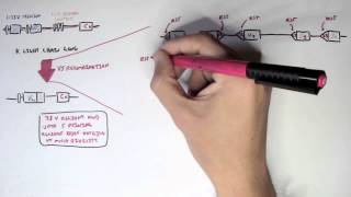 Immunology  Antibody Somatic VDJ Recombination II [upl. by Windzer]