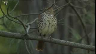 Brown Thrasher [upl. by Ellinad]