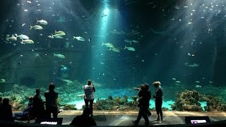 TropenAquarium Hagenbeck Hamburg Germany [upl. by Allimrac436]