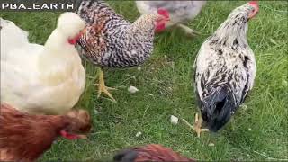 chicken care  henschicken breeds  daily farm life [upl. by Nwahsav]