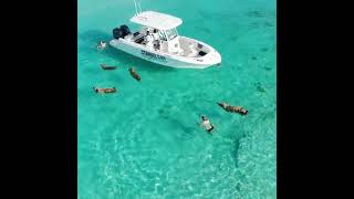 Staniel Cay Adentures at Pig Beach The Bahamas [upl. by Pineda]