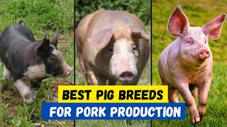 Top 10 Best Pig Breeds for Meat Production [upl. by Klotz]