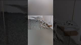 Hypsilophodon Explained🦖💨⚡ explained dinosaurprehistoric fypsciencehistorysubscribecomment [upl. by Wulfe]