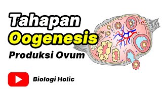 Tahap oogenesis  Produksi ovum Animasi [upl. by Hsevahb]