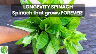 Superfoods Growing Longevity Spinach Gynura procumbens Plus Recipe [upl. by Akeihsal]