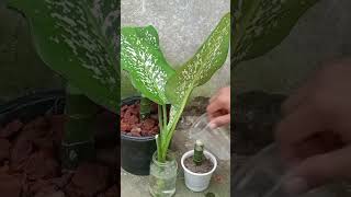 Dieffenbachia Tropic Snow Propagation for Beginners Even You Can Do It [upl. by Lrae639]