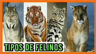 TIPOS DE FELINOS🦁 Todas las Especies de Felinos del Mundo 🐈🌎Razas de felinos 🐯 [upl. by Ahsetel]