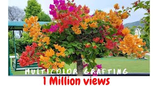 How to Create Multicolor Bougainvillea [upl. by Spence]