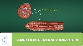 ANNELIDA GENERAL CHARECTER [upl. by Adyaj]