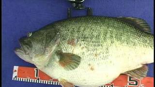 Manabu Kurita World Record Largemouth Bass [upl. by Diamond]