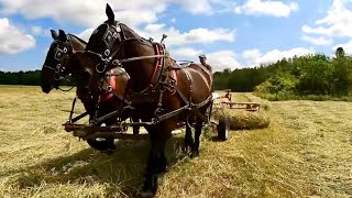 RAKING HAY WITH DRAFT HORSES  HOW and WHY we Farm the way we do [upl. by Tram293]