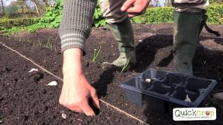 How To Grow Garlic  A Step By Step Guide [upl. by Ruella85]