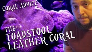 Coral Advice  The Toadstool Leather Coral [upl. by Shane811]