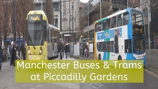 Manchester Buses and Trams at Piccadilly Gardens Dec 2022 [upl. by Atonsah]