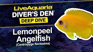 LiveAquaria® Diver’s Den® Deep Dive Lemonpeel Angelfish Centropyge flavissima [upl. by Ij]