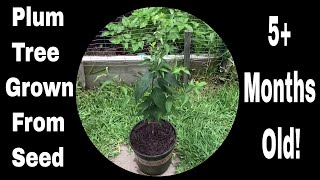 How To Grow Plum Trees From Seed Just Over 5 Months Old [upl. by Maurili]