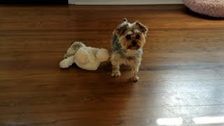 Rylies Silliest playtime moments with her Babies 😅 viralvideo puppy funny cute yorkie rylie [upl. by Nohtahoj256]