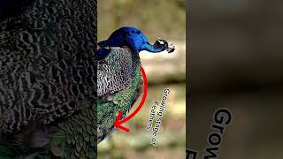 Did you know Peacocks dance to attract mates peacock peafowl animalfacts wildlife [upl. by Einaj]