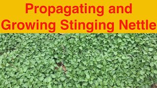 Propagating and Growing Stinging Nettle [upl. by Dianne]