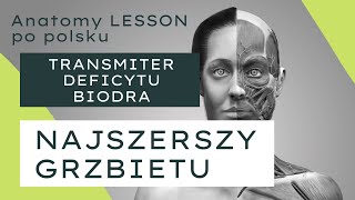 ANATOMY LESSON po polsku  2 Mięsień najszerszy grzbietu  transmiter deficytu biodra [upl. by Ariadne]