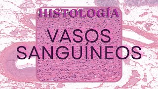 Histología de Vasos Sanguíneos [upl. by Einahteb895]