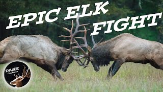 LONGEST ELK FIGHT ON YOUTUBE and who wins [upl. by Freemon727]